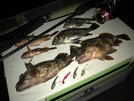 巨メバル狙いで